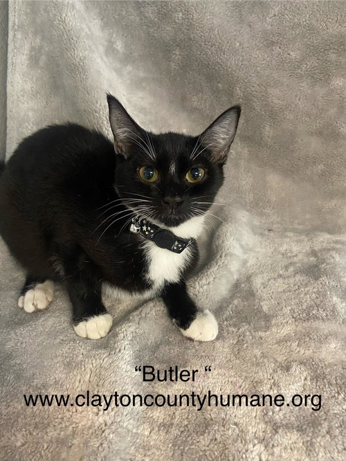 picture of the cat needing adoption