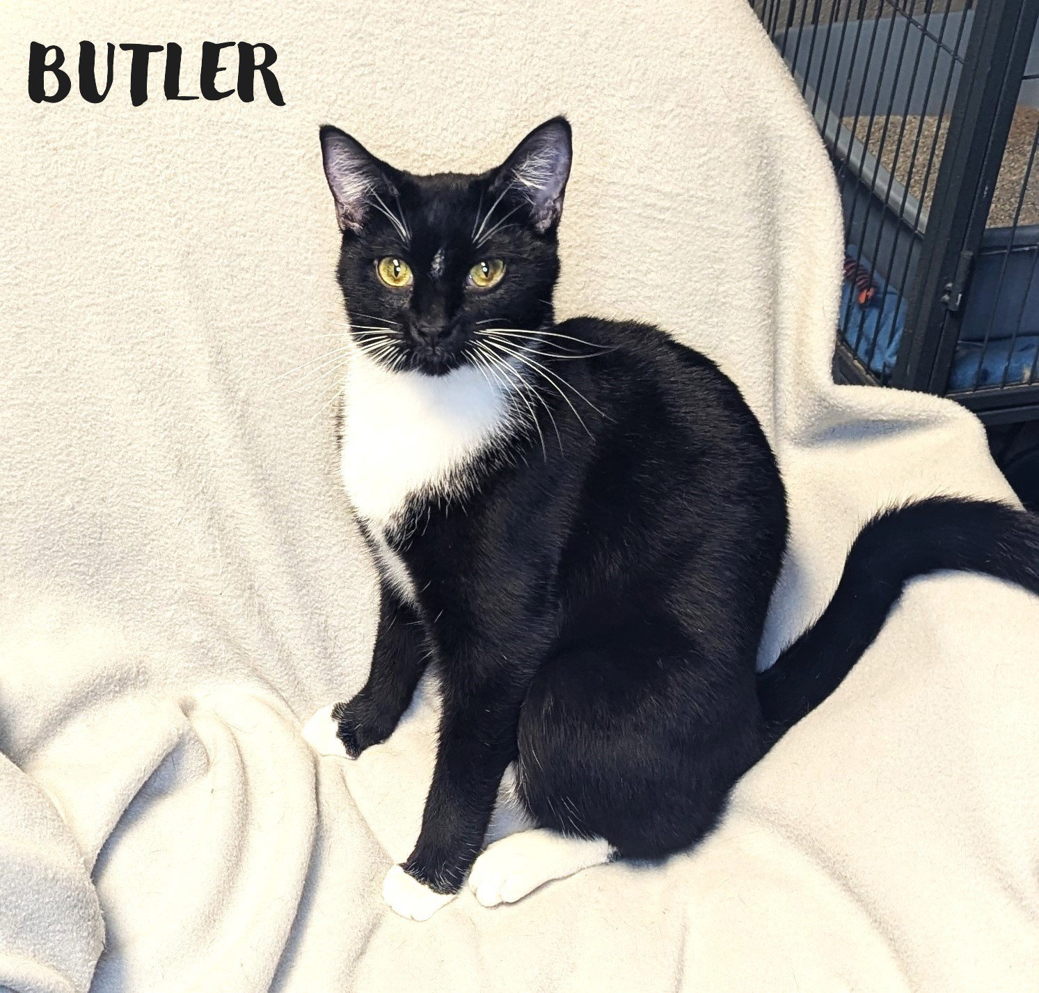 Butler - CCHS Image
