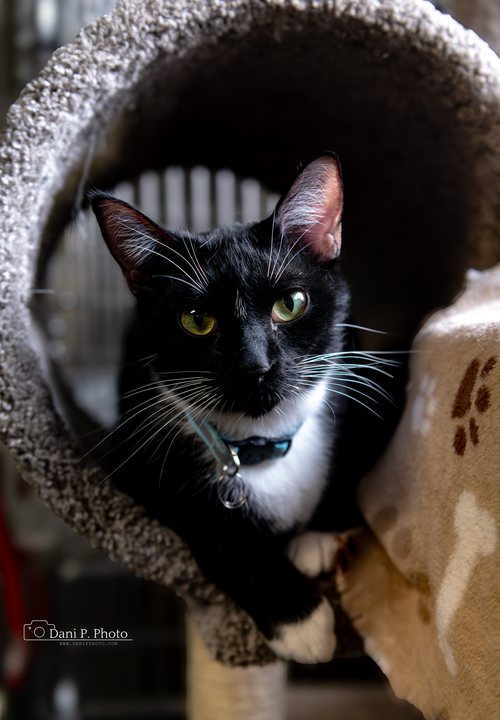 Butler - CCHS, Young Domestic Short Hair / Mixed (short coat), cat for adoption in Marietta, Georgia