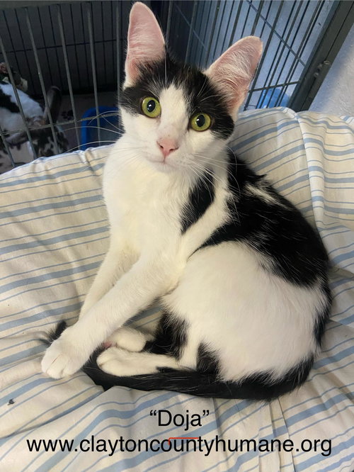 picture of the cat needing adoption