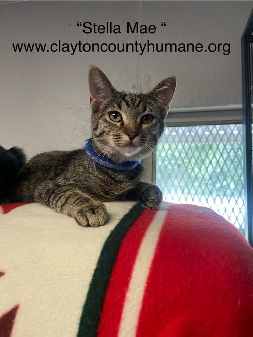 picture of the cat needing adoption