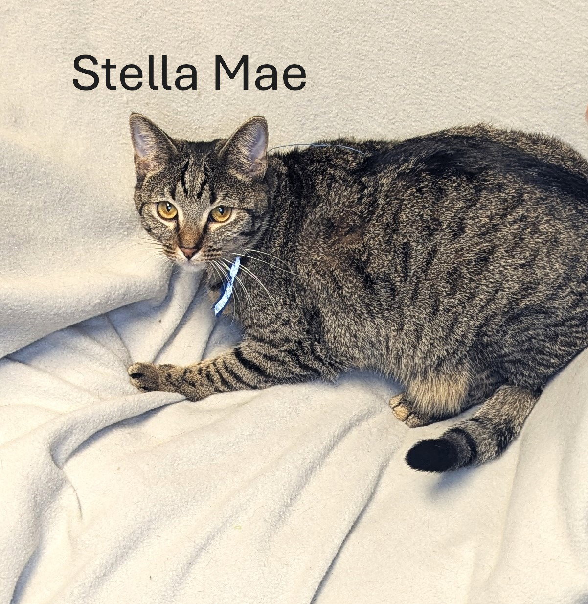 Stella Mae - CCHS Image