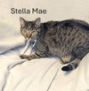 Stella Mae - CCHS - Photo 1