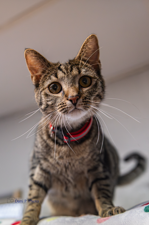 Stella Mae - CCHS, Young Tabby / Mixed (short coat), cat for adoption in Marietta, Georgia