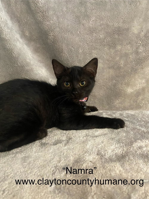picture of the cat needing adoption