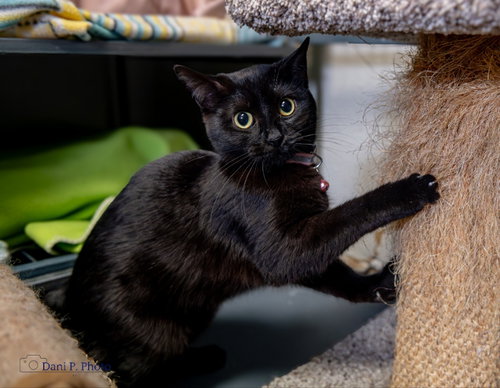 Namra - CCHS, Young Domestic Short Hair / Mixed (short coat), cat for adoption in Marietta, Georgia