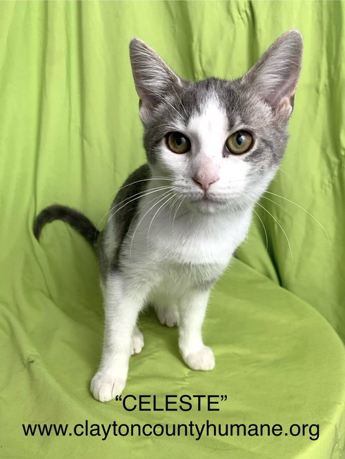 picture of the cat needing adoption