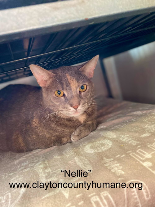 picture of the cat needing adoption