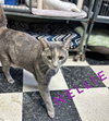 Nellie - CCHS - Photo 2