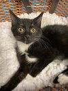 Gin - CCHS - Photo 3