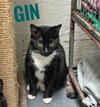 Gin - CCHS - Photo 2