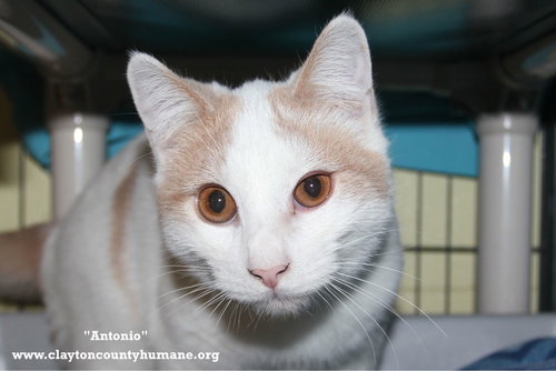 ANTONIO - CCHS - Domestic Short Hair available for adoption