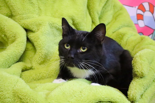 picture of the cat needing adoption