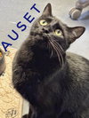 Auset -CCHS - Photo 1