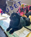 Auset -CCHS - Photo 4