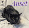 Auset -CCHS - Photo 2