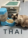 Thai - CCHS - Photo 2