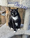 Checkers - CCHS - Photo 2