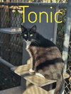 Tonic - CCHS - Photo 2