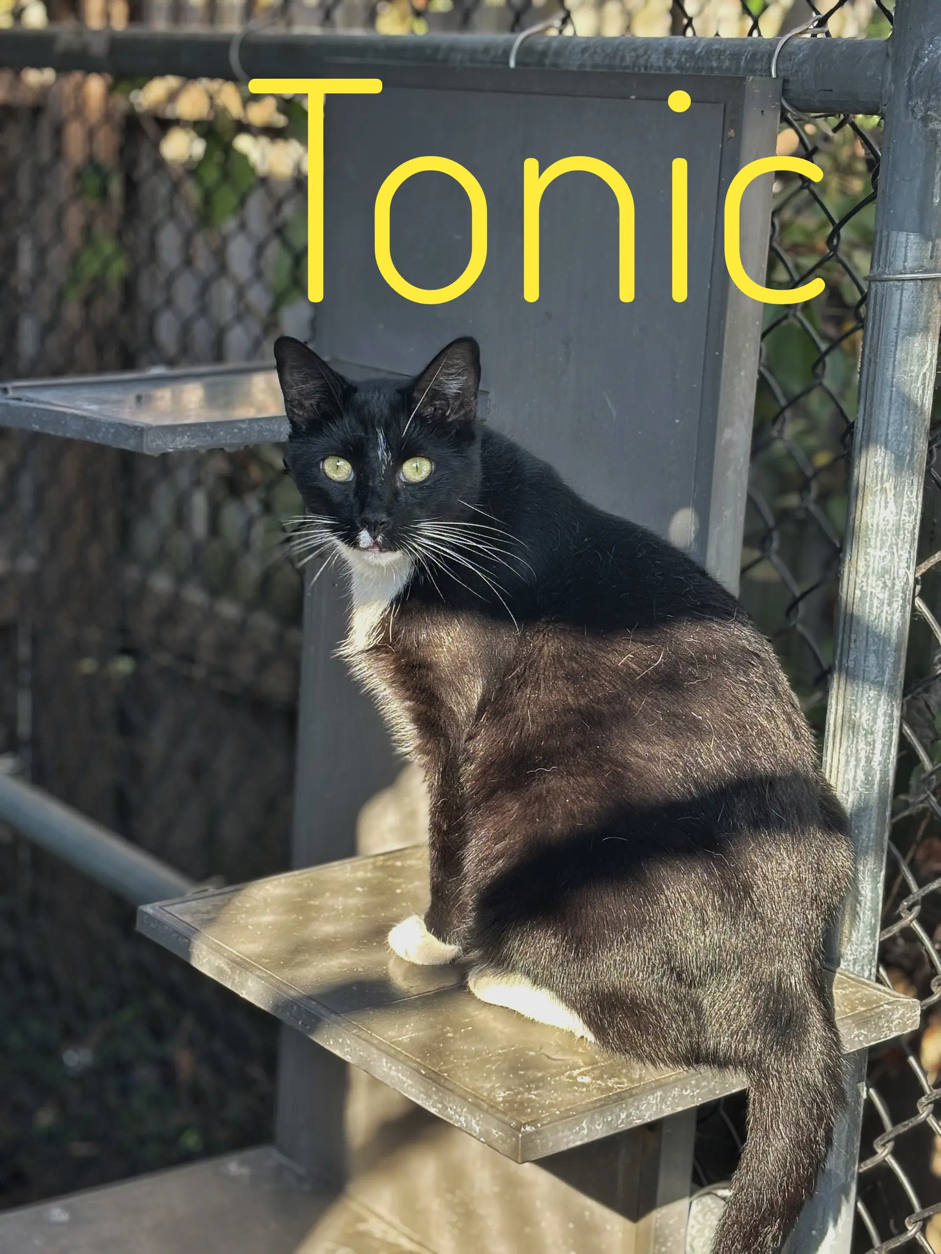 Tonic - Tuxedo