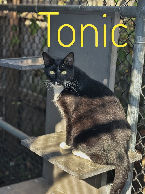 TONIC - CCHS - Tuxedo available for adoption