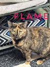 Flame - CCHS - Photo 3