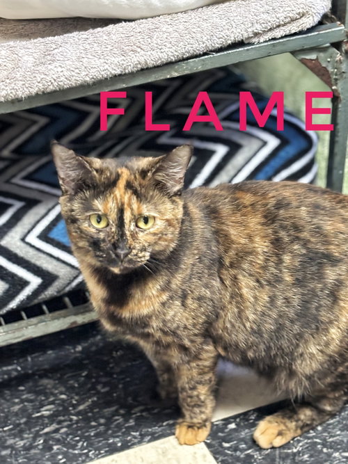 Flame - CCHS