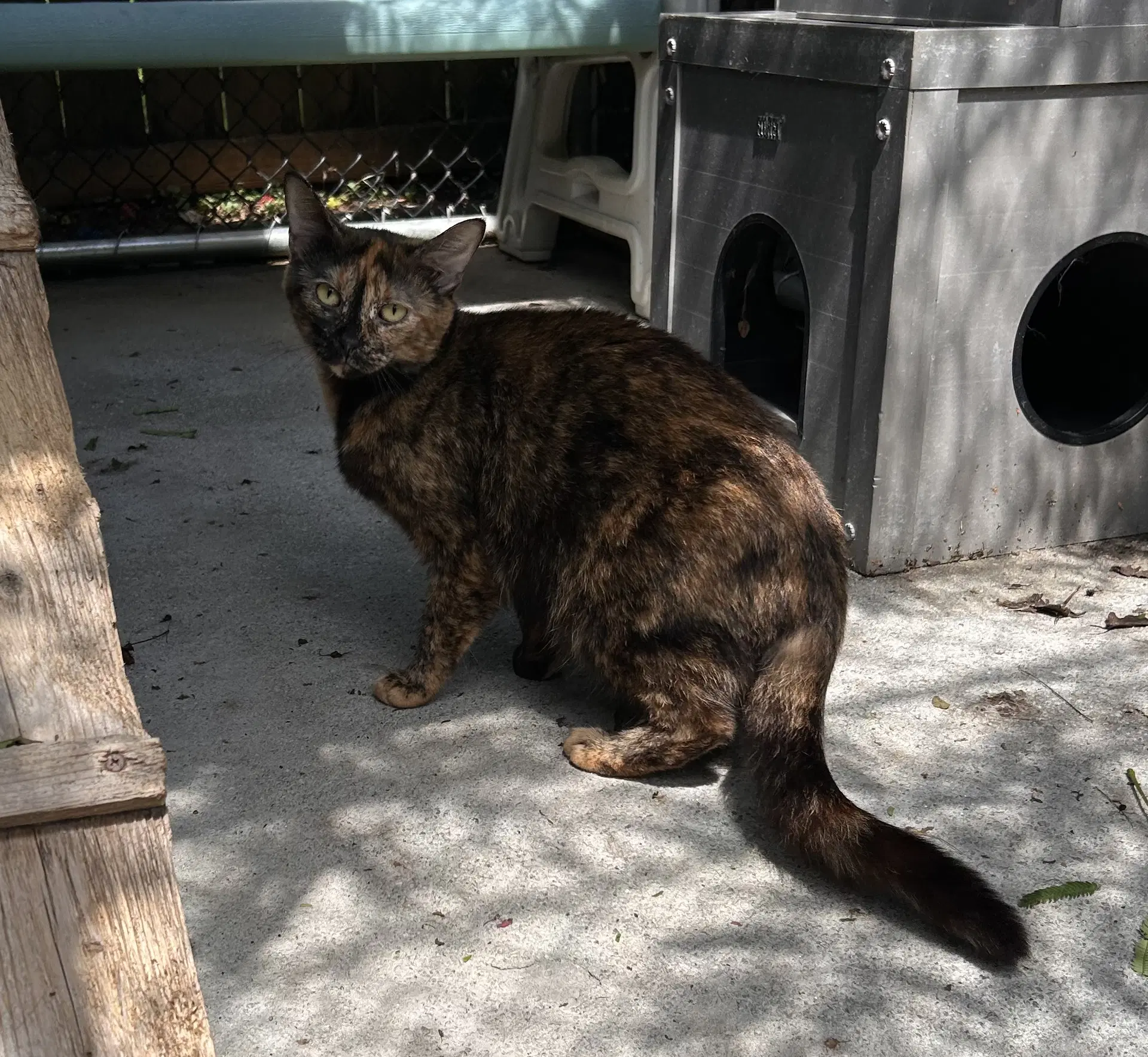 Flame - Tortoiseshell