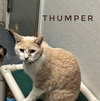 Thumper - CCHS - Photo 2