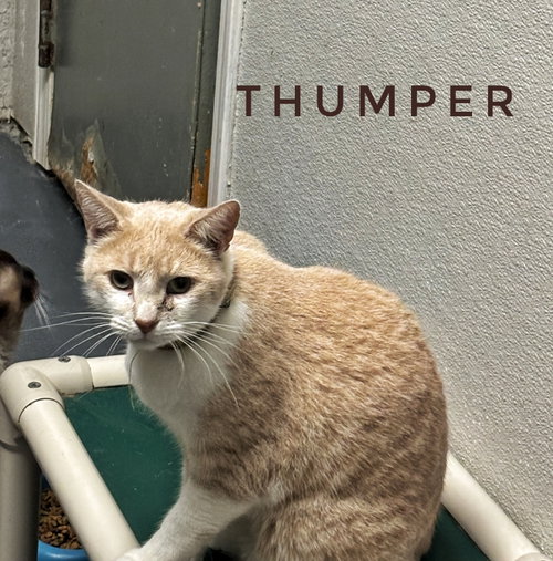 THUMPER - CCHS - Domestic Short Hair available for adoption