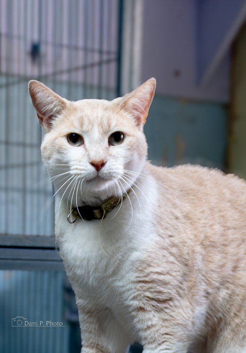 Thumper - CCHS, Adult Domestic Short Hair / Mixed (short coat), cat for adoption in Marietta, Georgia