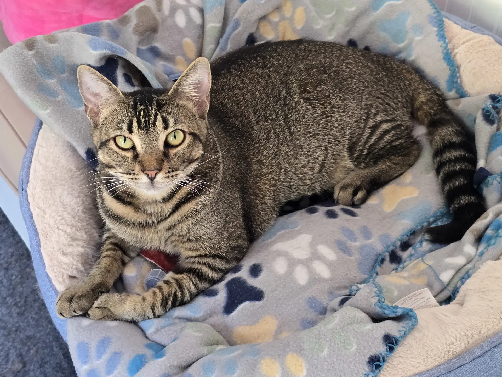 Meadow - Abyssinian