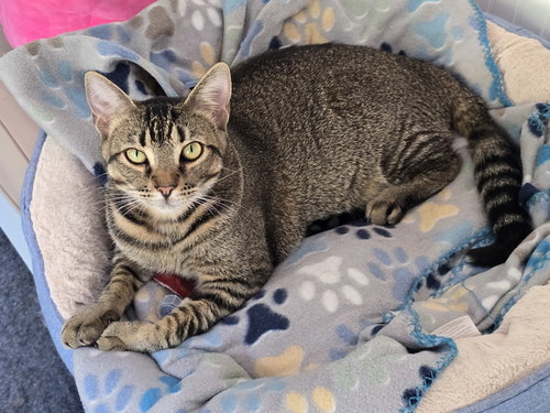 Meadow, Young Abyssinian / Domestic Short Hair / Mixed (short coat), cat for adoption in Marietta, Georgia