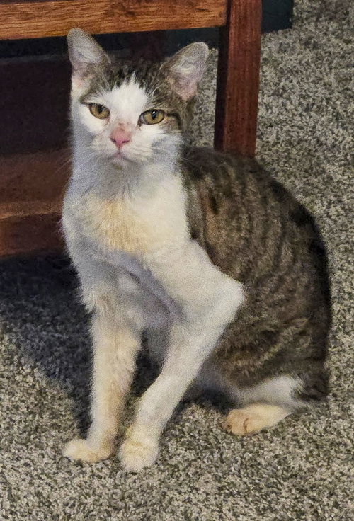 picture of the cat needing adoption