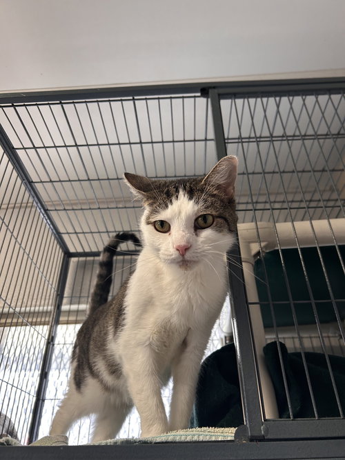 Misty CCHS, an adoptable Domestic Short Hair in Locust Grove, GA