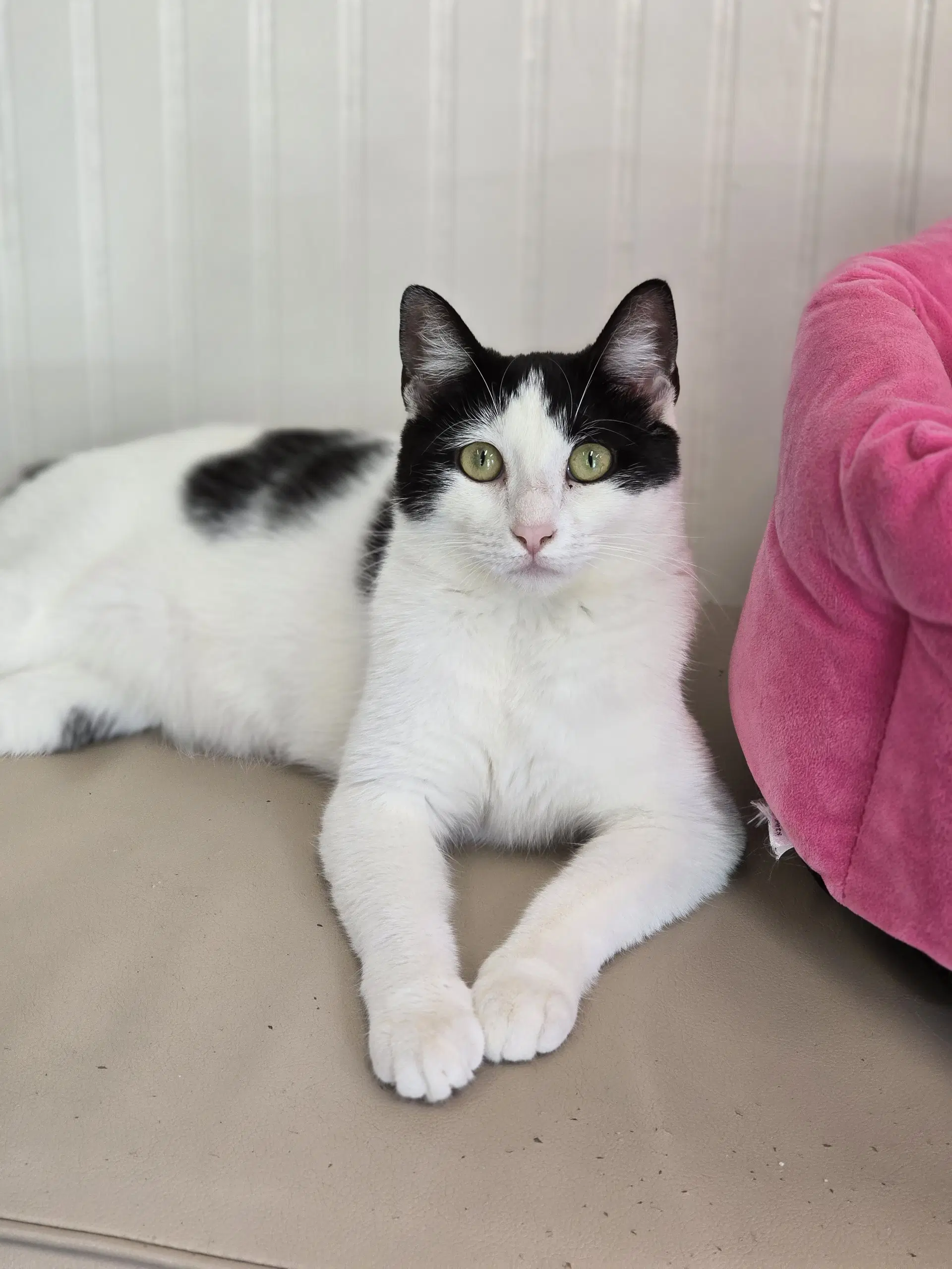 Kiara - Domestic Short Hair