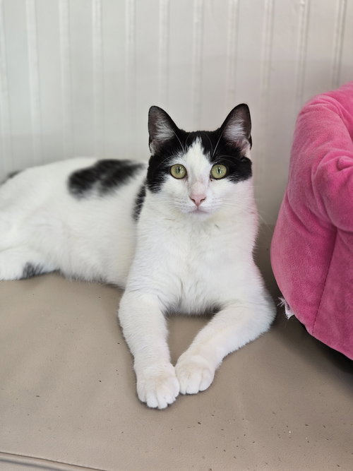 Kiara, Young Domestic Short Hair / Mixed (short coat), cat for adoption in Marietta, Georgia