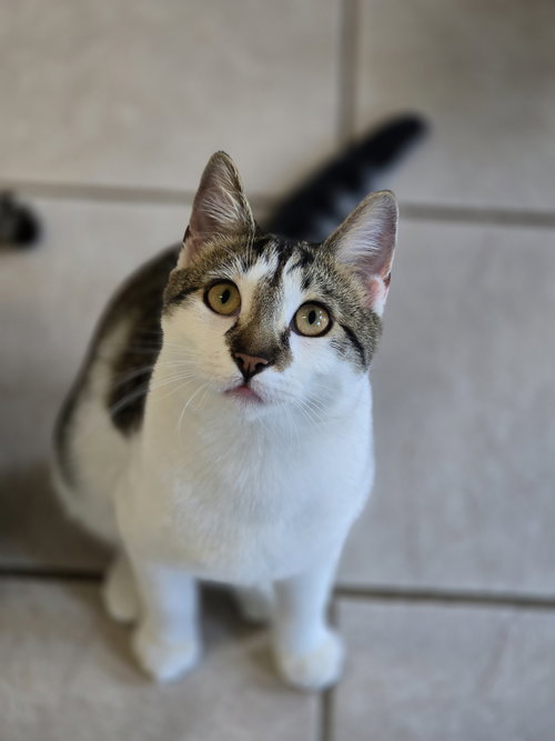 Kion, Young Domestic Short Hair / Mixed (short coat), cat for adoption in Marietta, Georgia