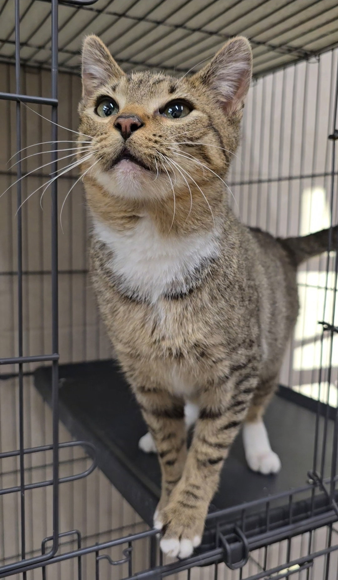 Kovu, photo 8