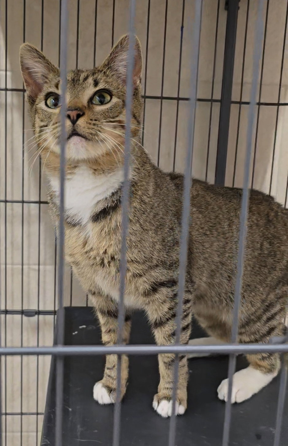 Kovu, photo 9