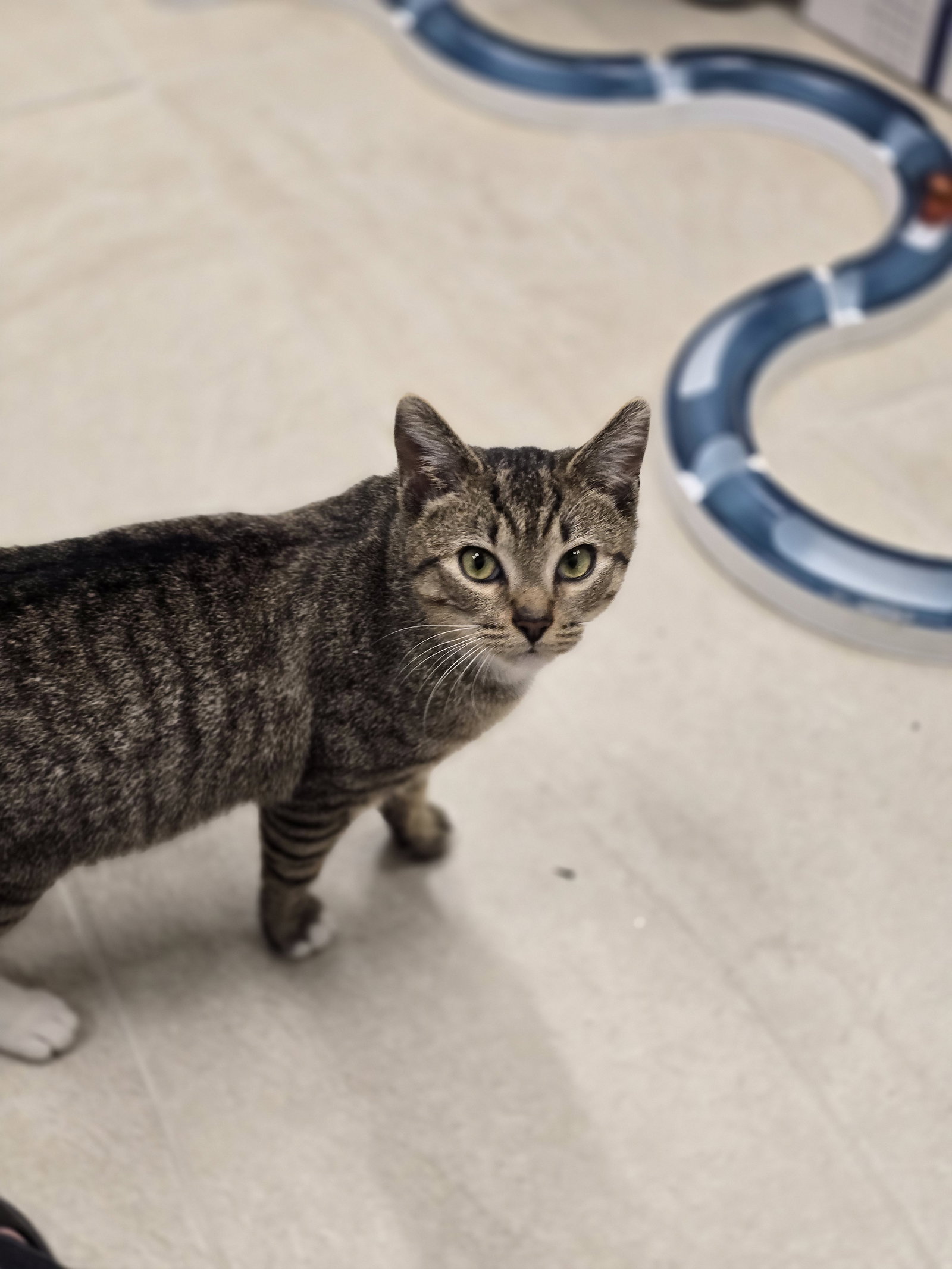 Kovu, photo 4