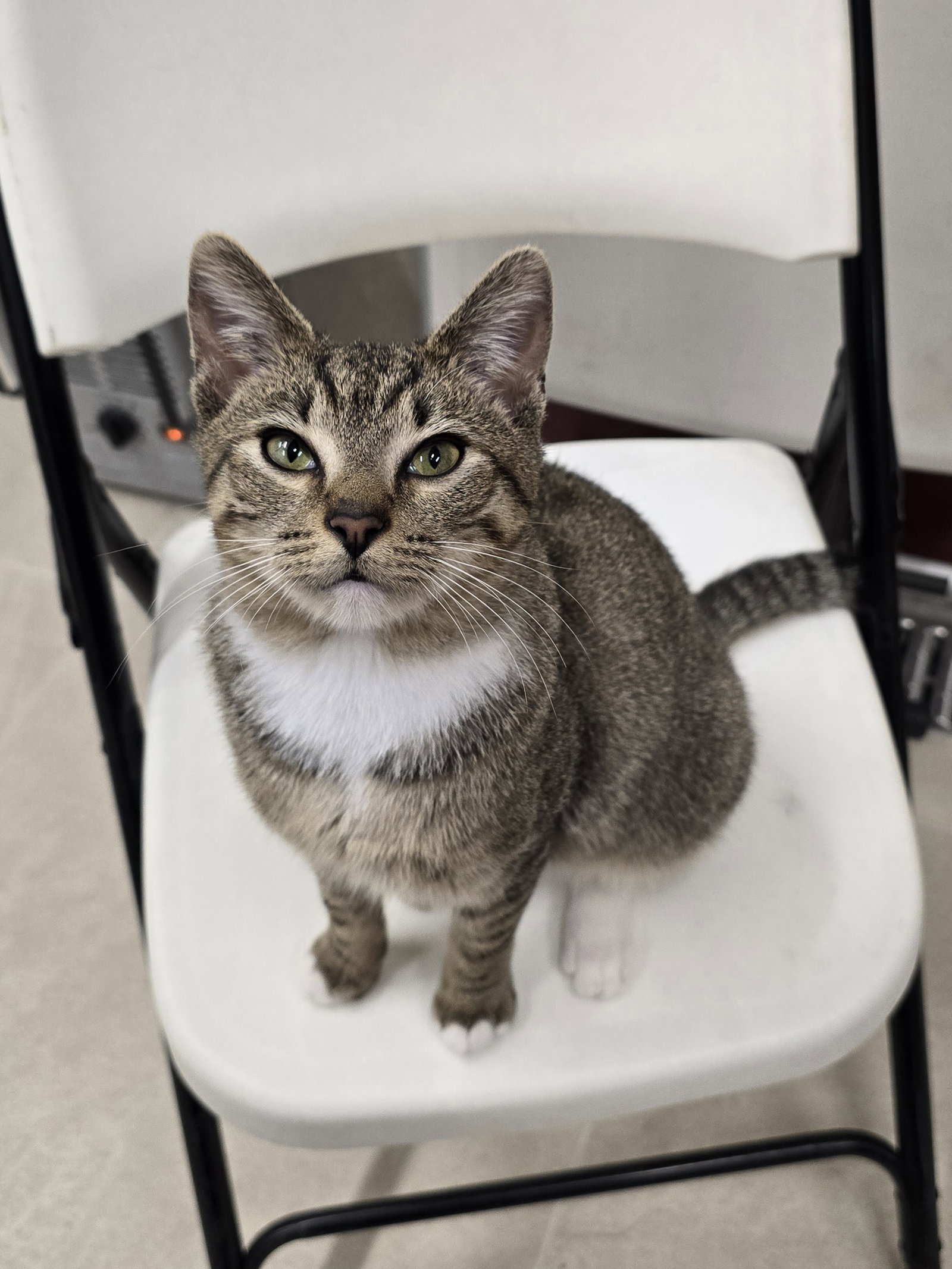 Kovu, photo 10