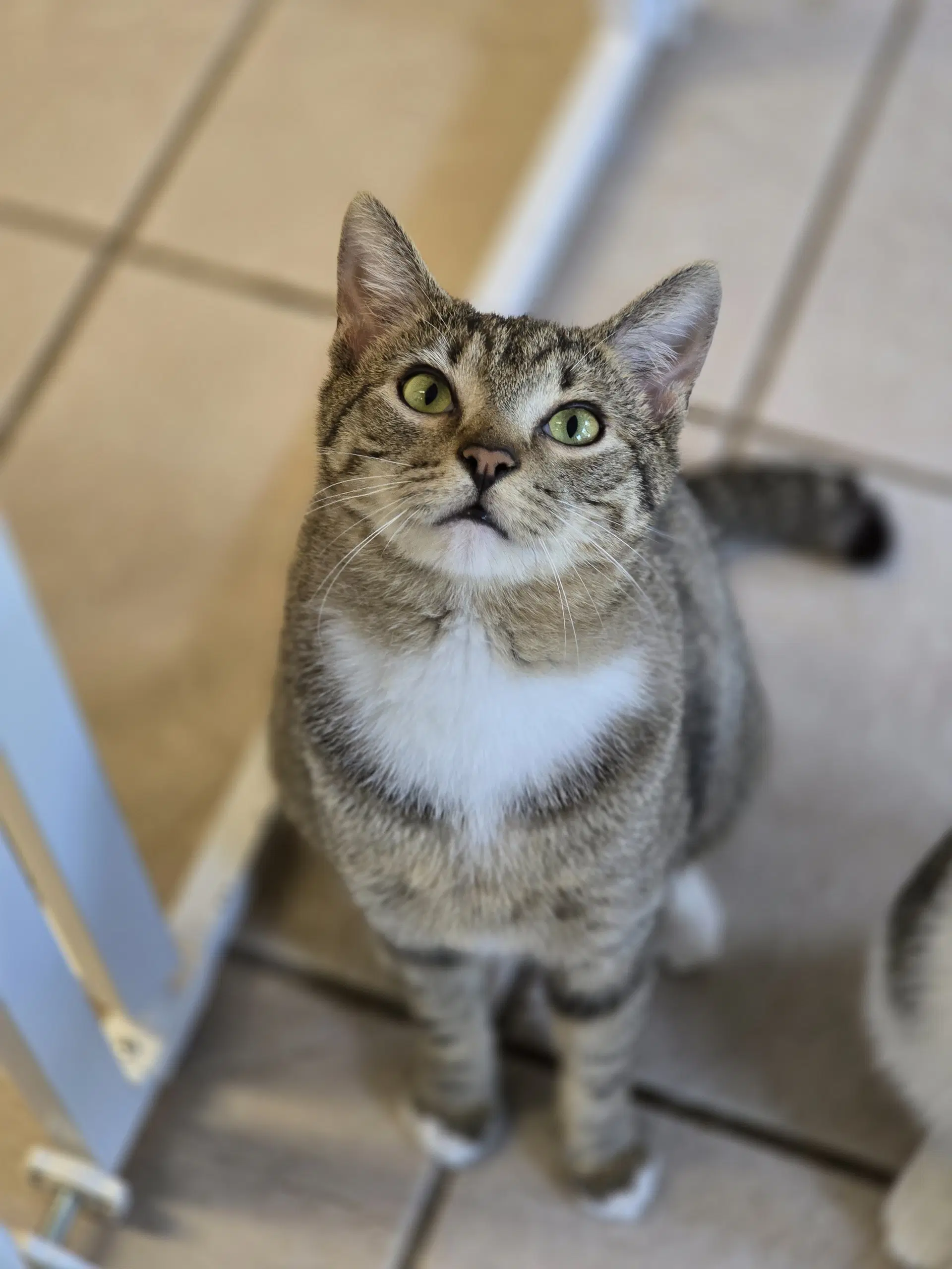 Kovu - Domestic Short Hair