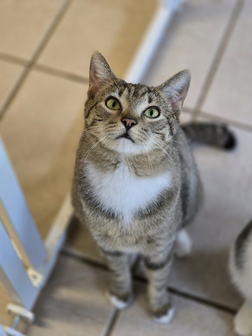 Kovu, Young Domestic Short Hair / Mixed (short coat), cat for adoption in Marietta, Georgia