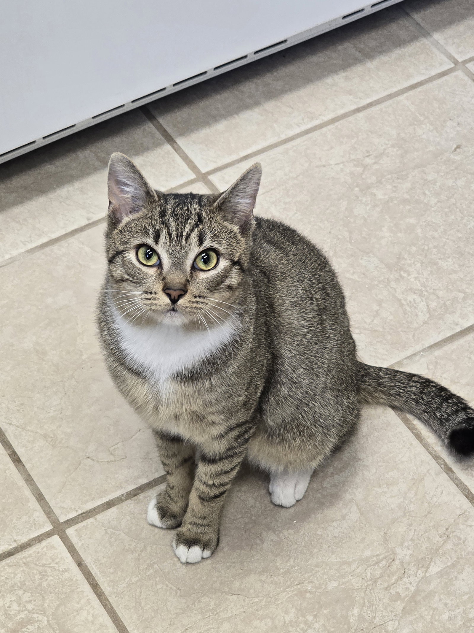 Kovu, photo 2