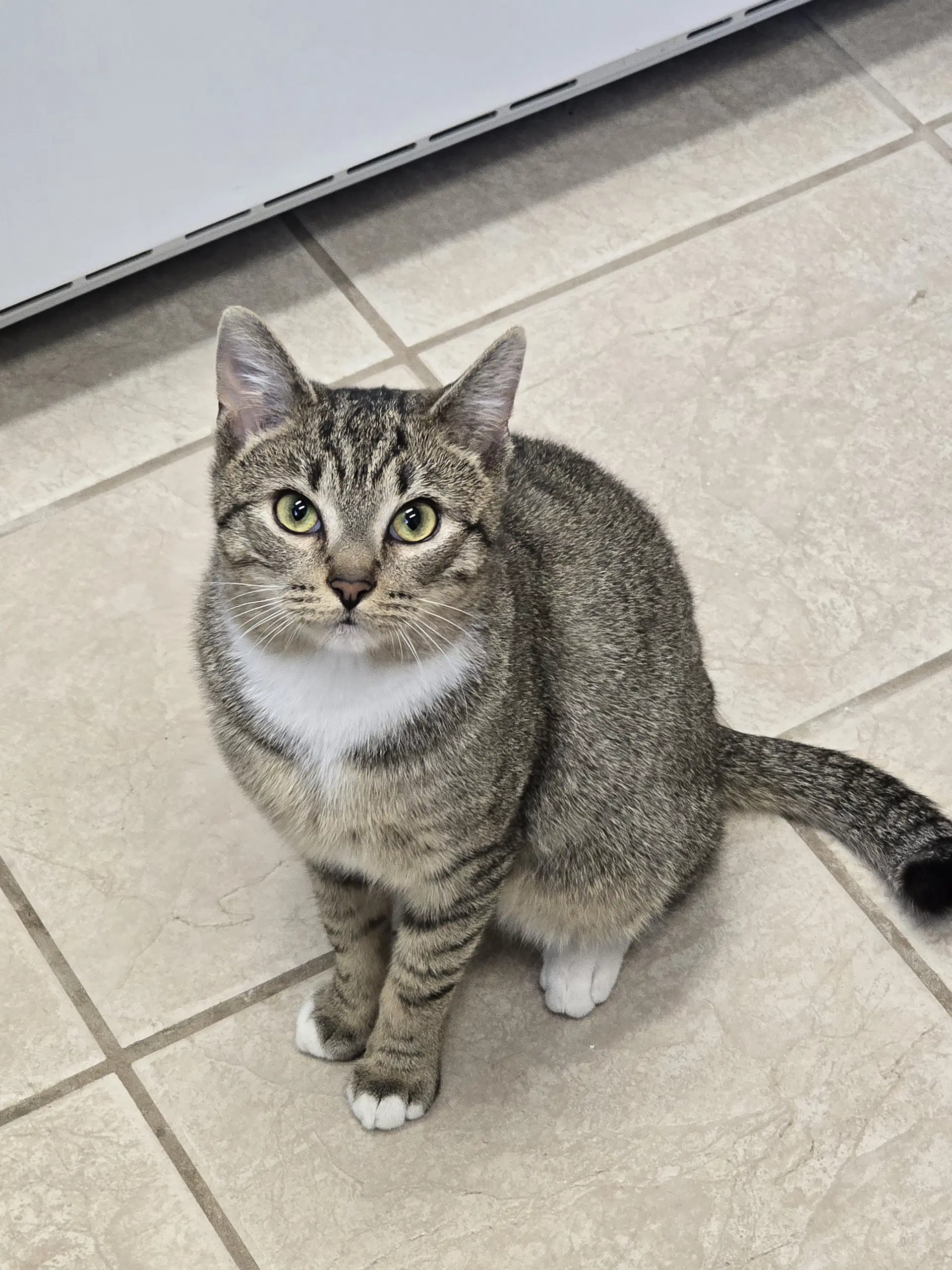 Kovu image 2