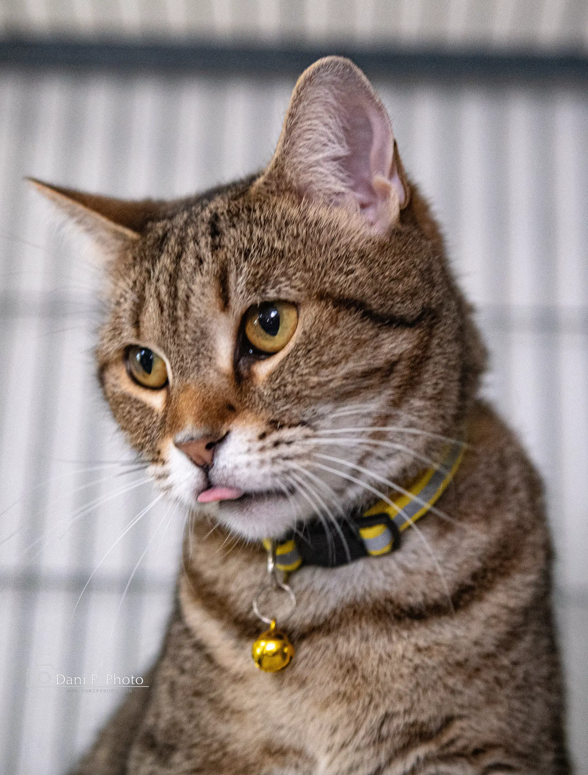 Violet - Tabby