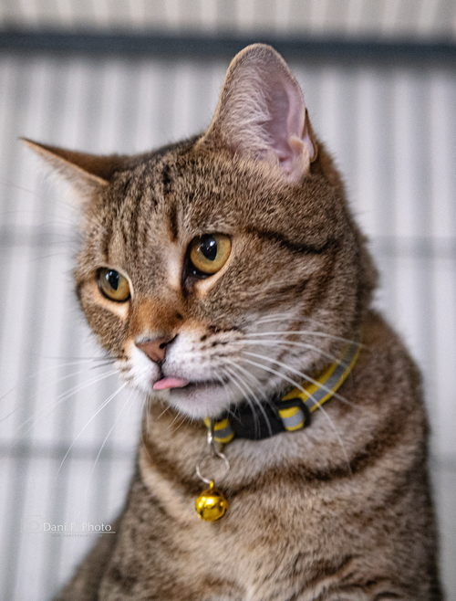 Violet - CCHS, Young Tabby / American Shorthair / Mixed (short coat), cat for adoption in Marietta, Georgia