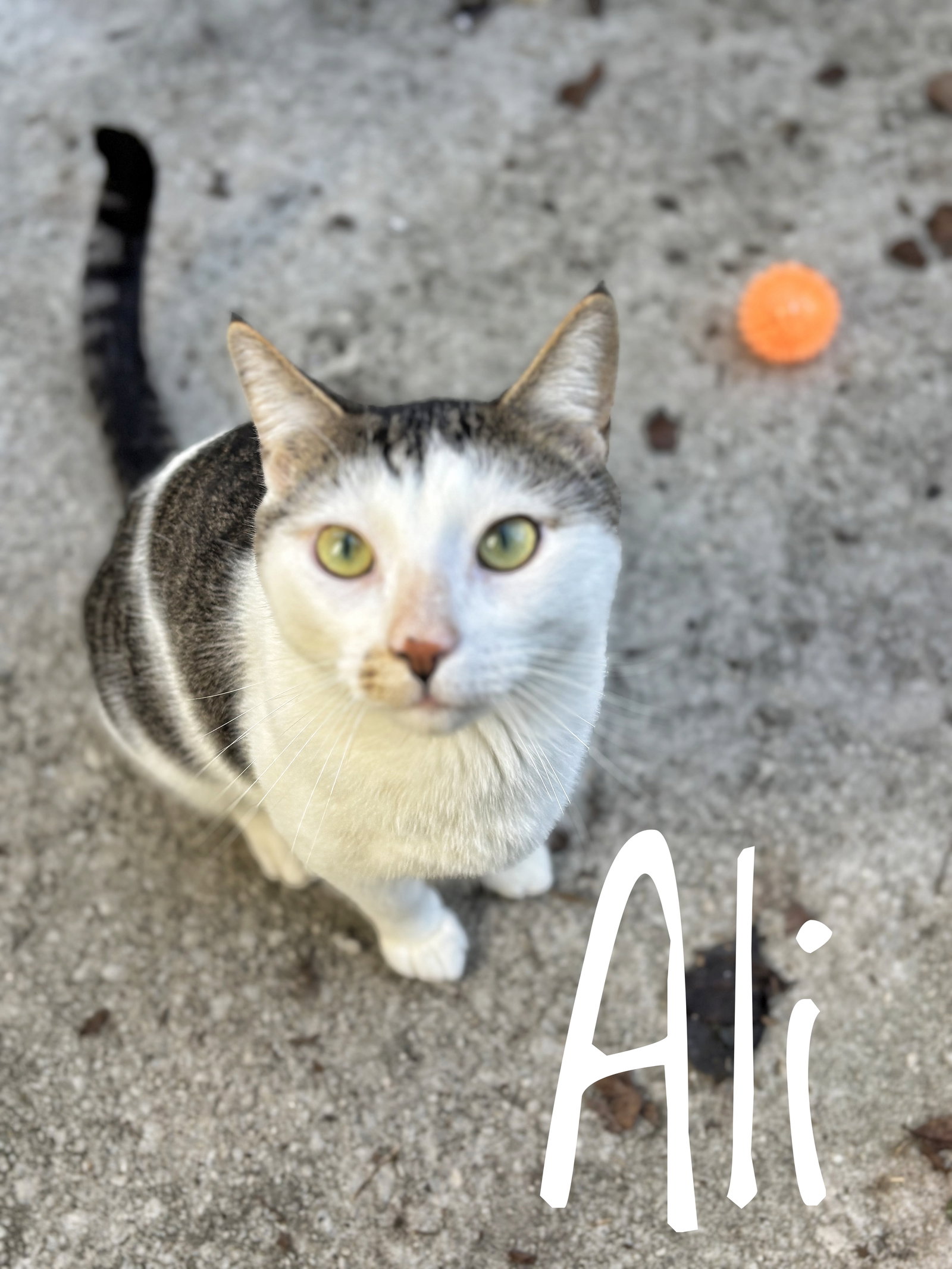 Ali CCHS Image