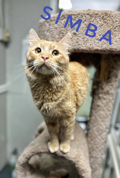 picture of the cat needing adoption